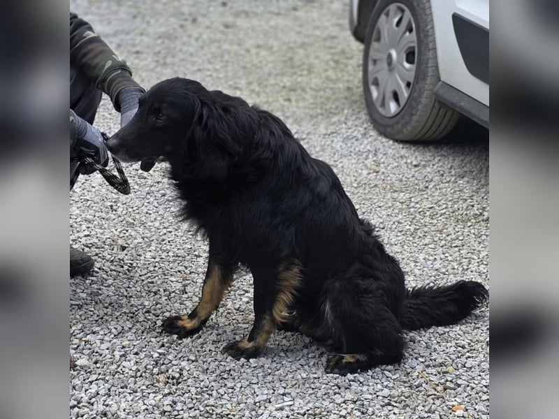 Iris eine wundervolle ruhige Hündin