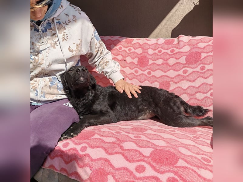 Mila eine Familiengeeignete Hündin