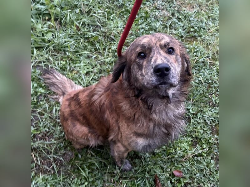 Kiwi ein unglaublich toller sanfter Rüde