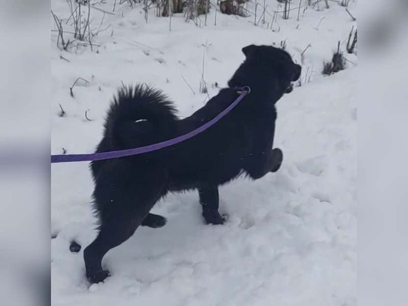 Honda eine wundervolle Hündin