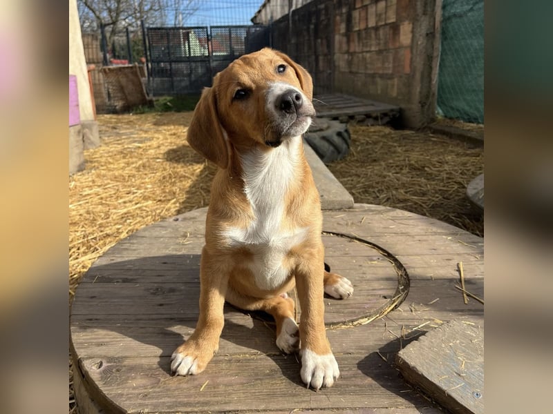 Roli ein sanfter verspielter Hundebub