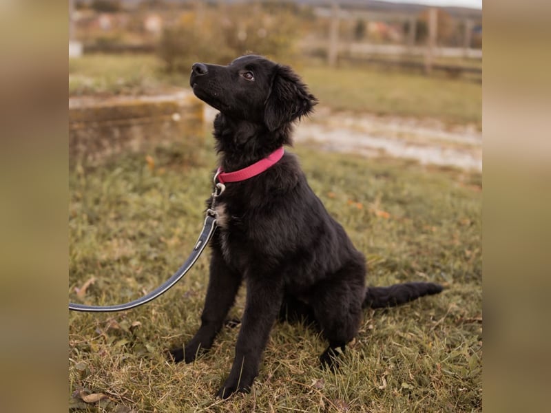 Junak ein sanfter Hundebub