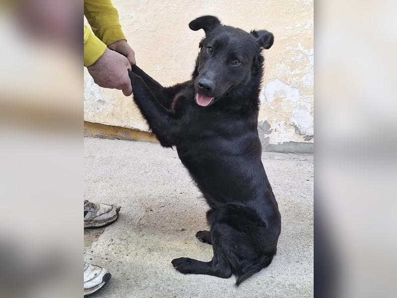 Pan ein sehr freundlicher Rüde