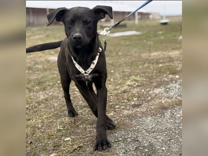 Kana eine sehr elegante Hündin