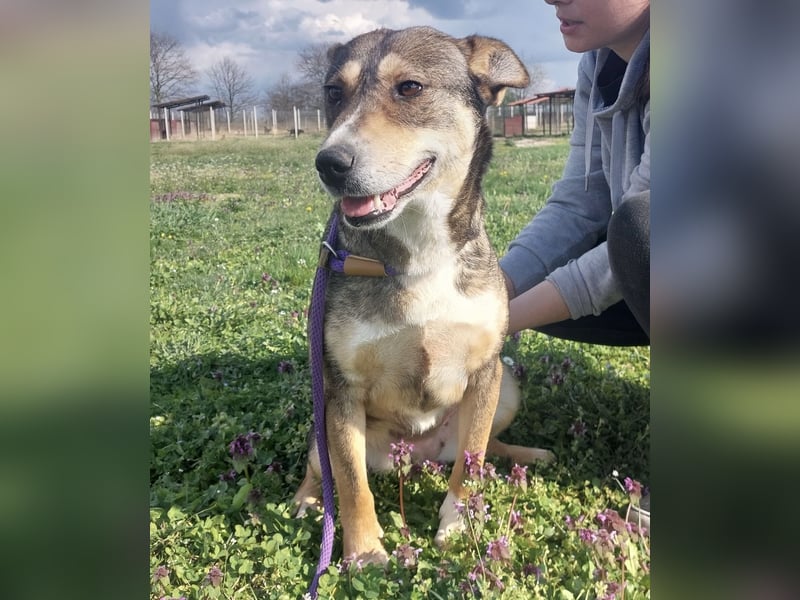 Diwa eine unglaublich liebe Hündin