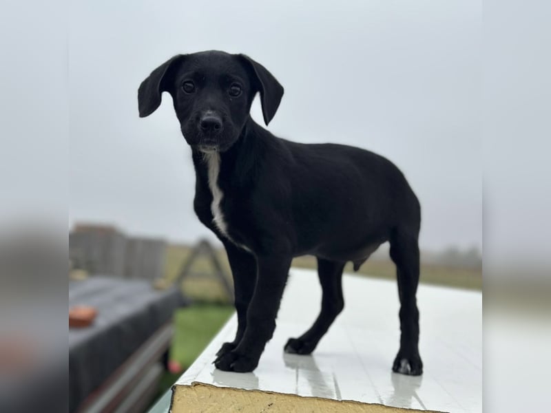 Timon ein kleiner Engel