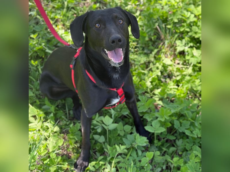 Ravi braucht ein tolles Zuhause