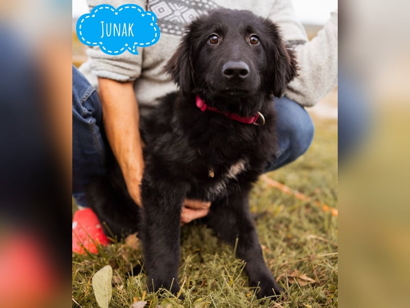 Junak ein sanfter Hundebub