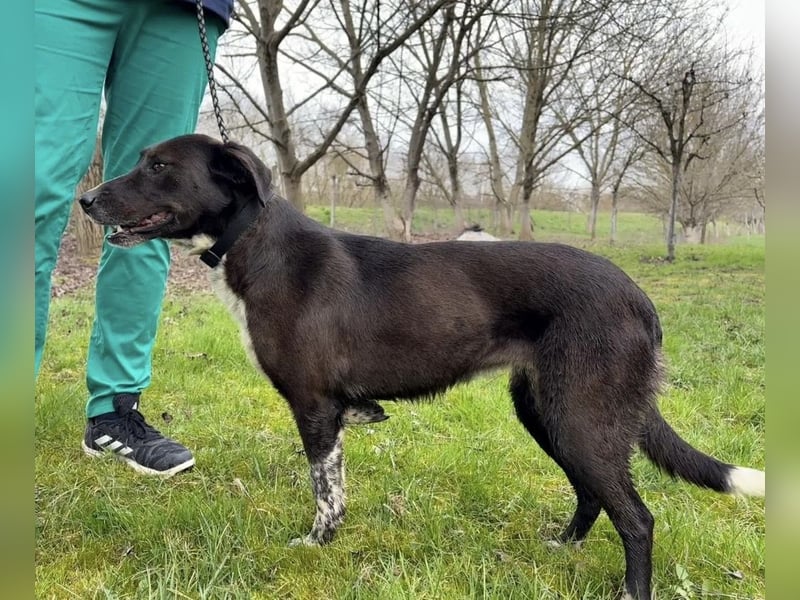 Lenka braucht ein neues Zuhause