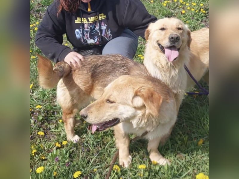 Biscotto- ein absoluter sanfter Traumhund