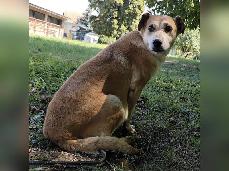 Pochita eine loyale liebevolle Seele