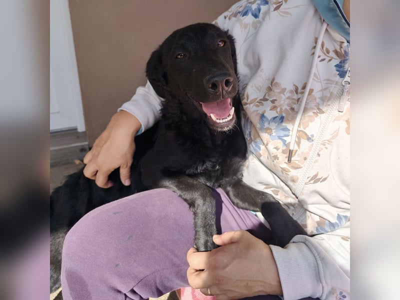 Mila eine Familiengeeignete Hündin