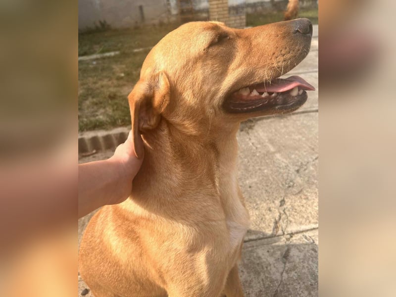 Rexy ein engel auf vier Pfoten