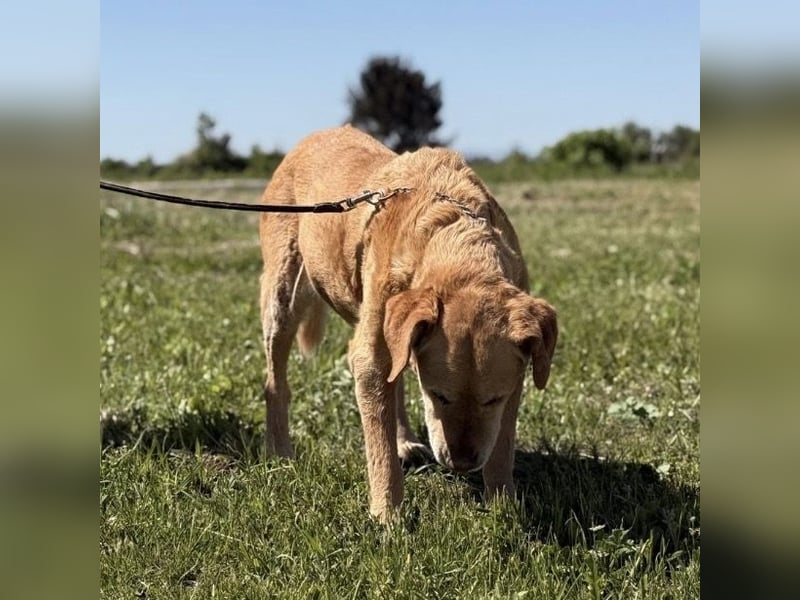 Cica eine unglückliche Seele