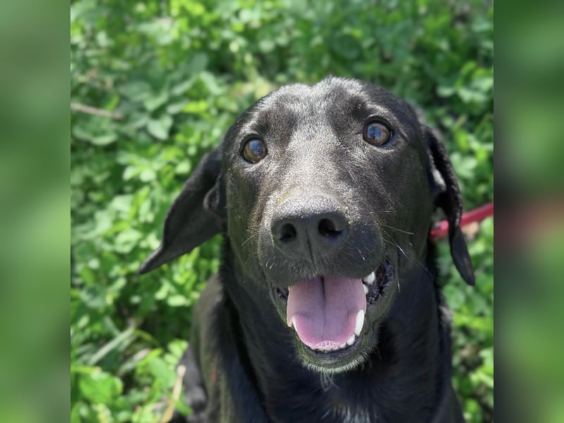 Ravi braucht ein tolles Zuhause