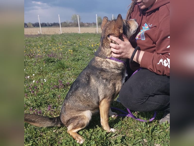 Diwa eine unglaublich liebe Hündin