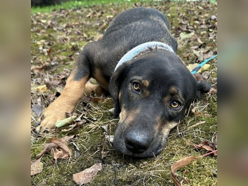 Aska eine Seele vom Hund leidet