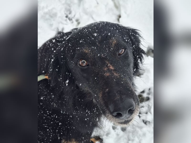 Iris eine wundervolle ruhige Hündin