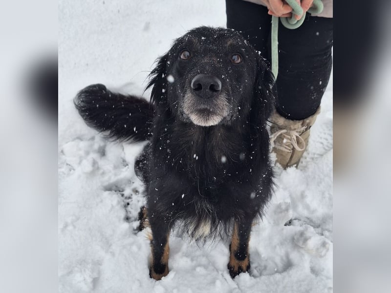 Iris eine wundervolle ruhige Hündin