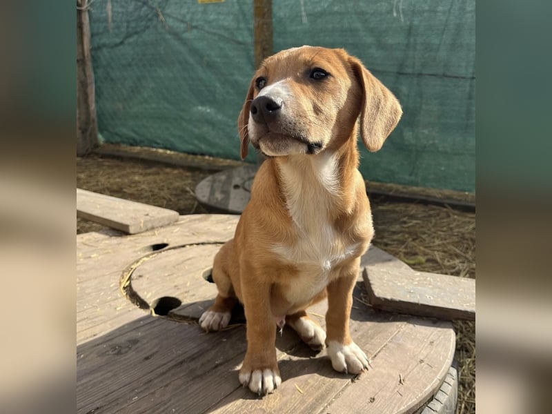 Roli ein sanfter verspielter Hundebub