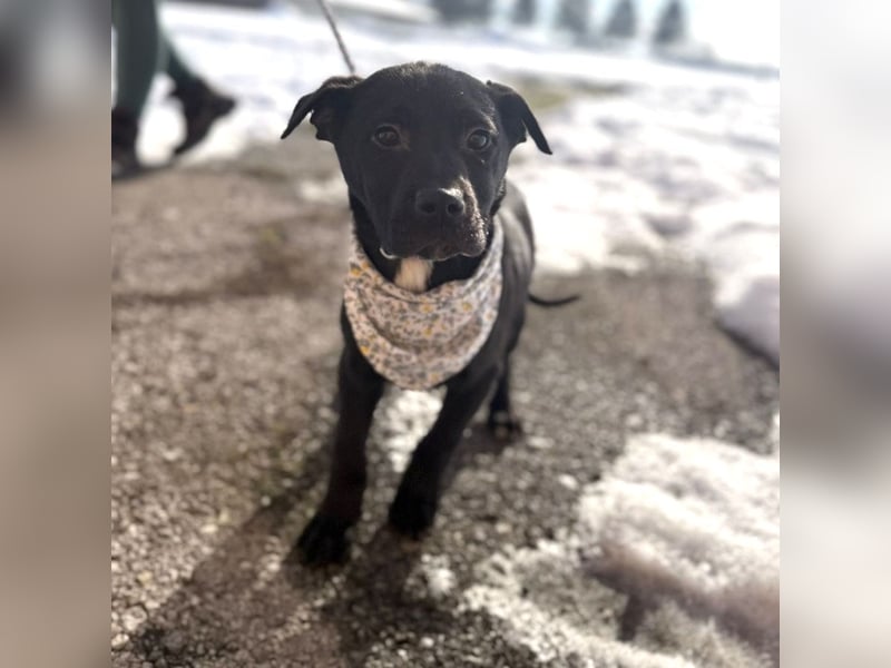 Bart ein absoluter Welpenbub