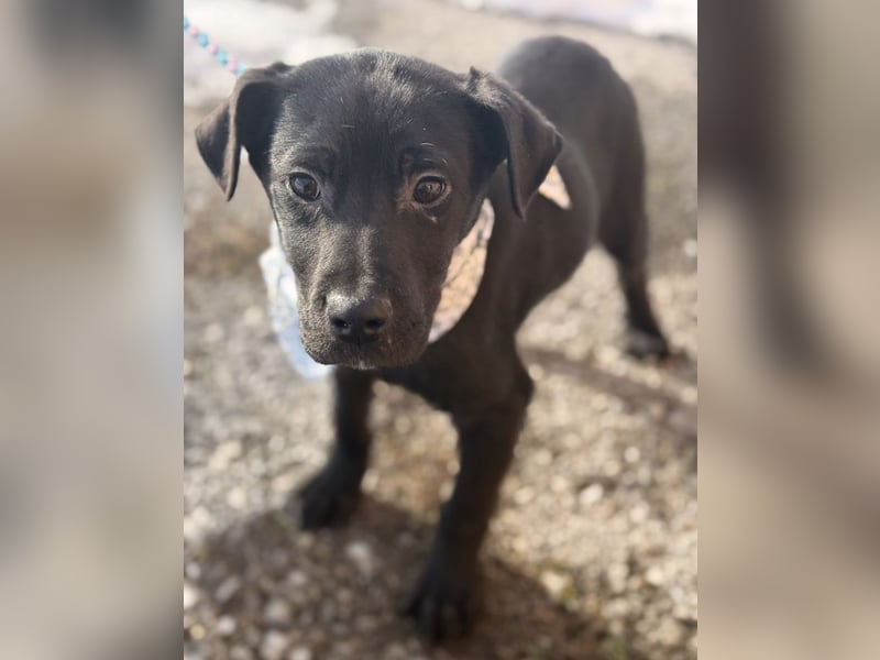 Bart ein absoluter Welpenbub