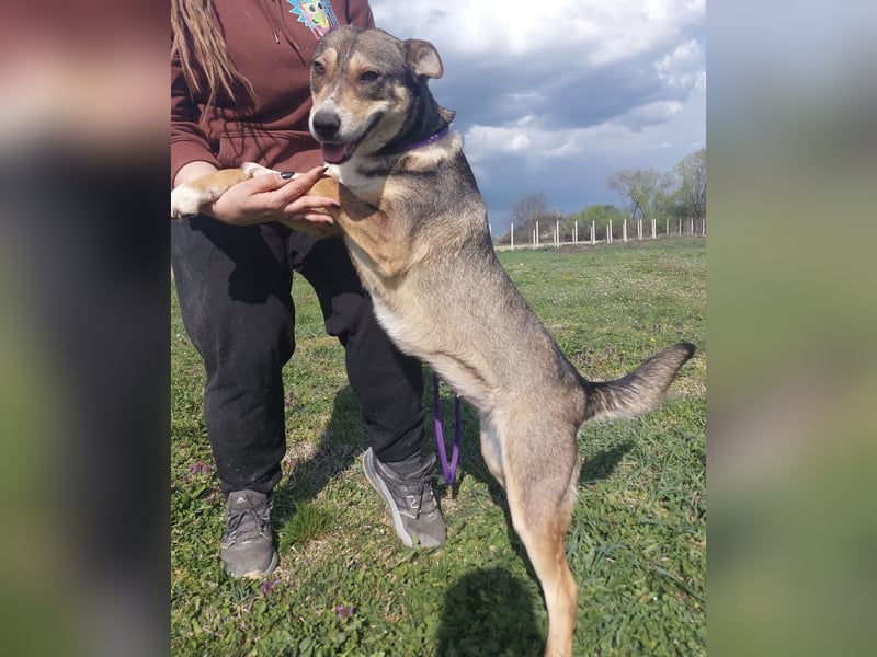 Diwa eine unglaublich liebe Hündin