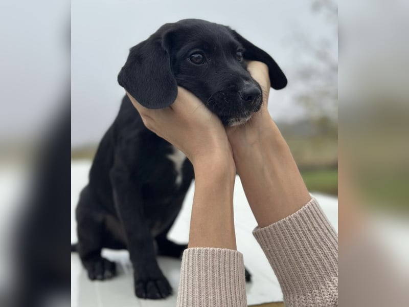 Timon ein kleiner Engel