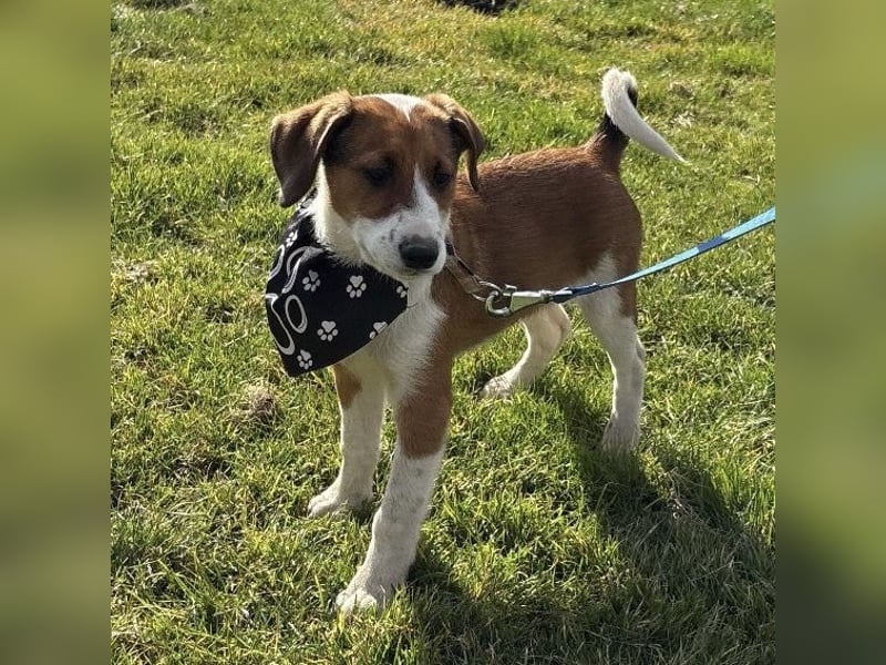 Harti ein lebhafter Hundebub