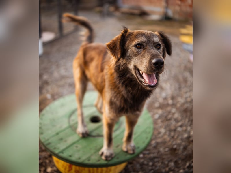 Casper ein toller Rüde