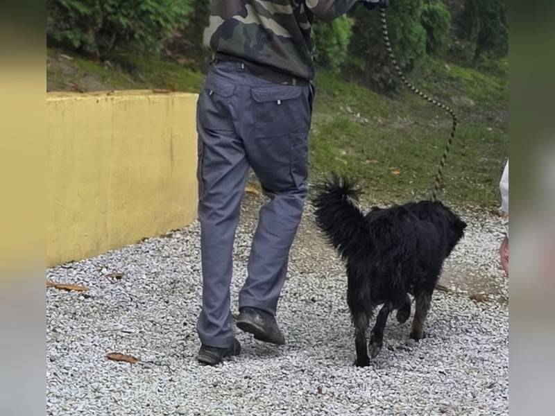 Iris eine wundervolle ruhige Hündin