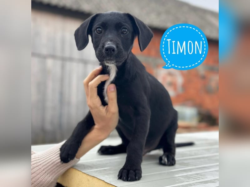 Timon ein kleiner Engel