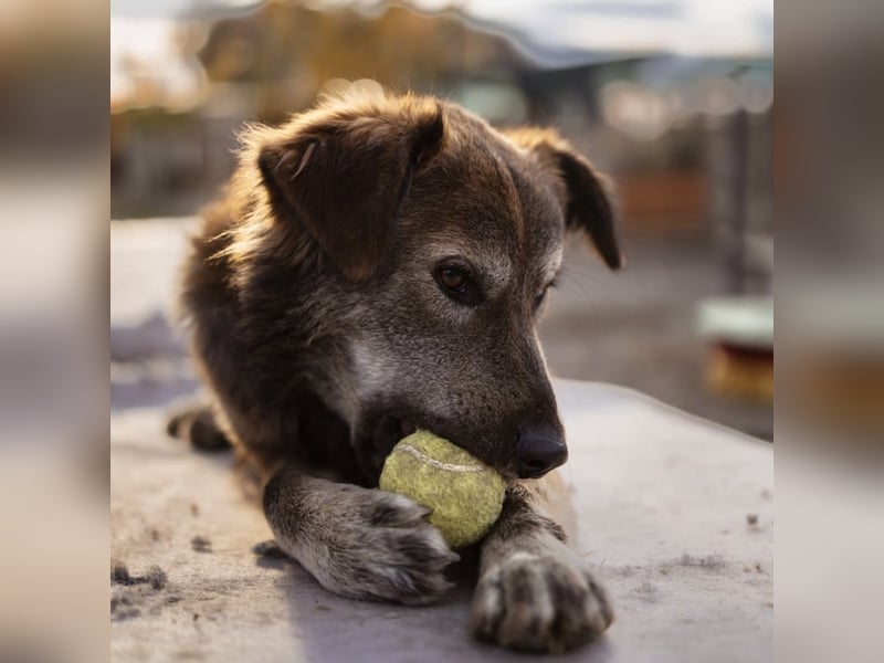 Casper ein toller Rüde