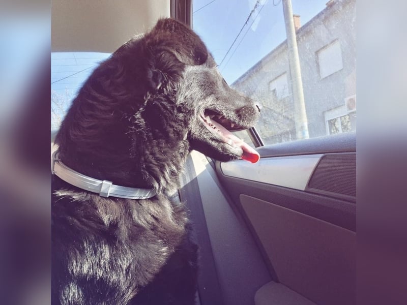 Pan ein sehr freundlicher Rüde