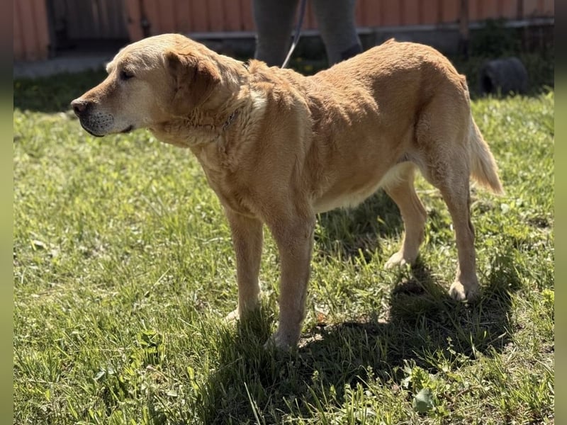 Cica eine unglückliche Seele