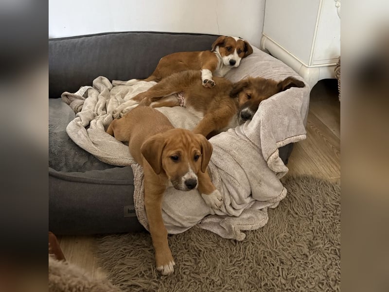 Roli ein sanfter verspielter Hundebub