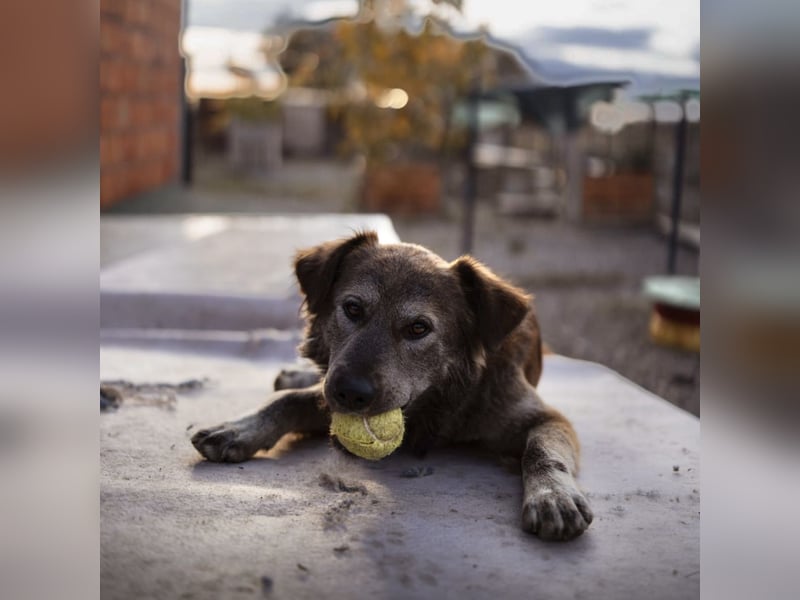 Casper ein toller Rüde