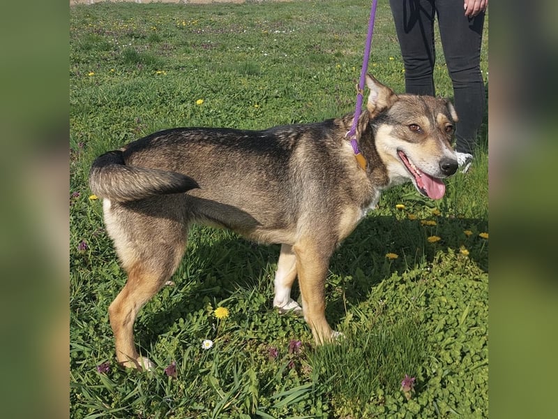 Diwa eine unglaublich liebe Hündin