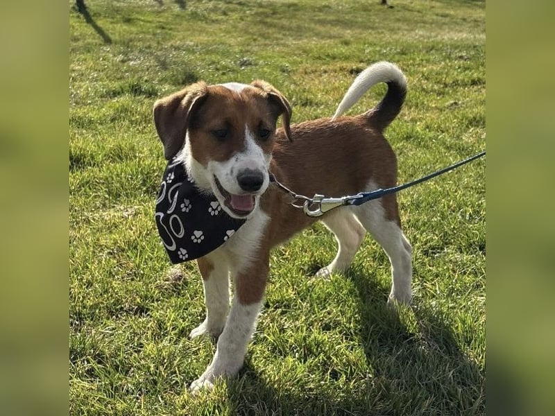 Harti ein lebhafter Hundebub