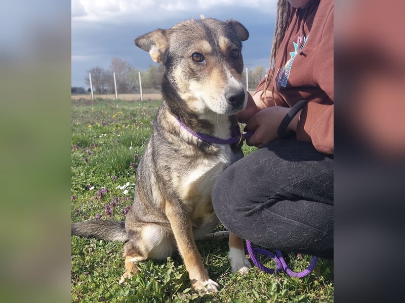 Diwa eine unglaublich liebe Hündin