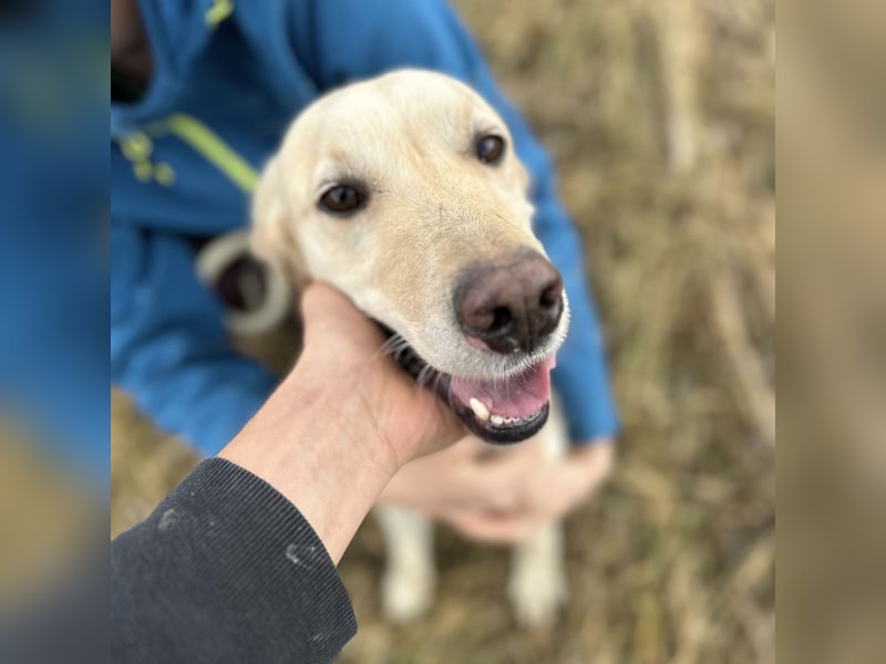 Iggy ein Menschenliebender Rüde