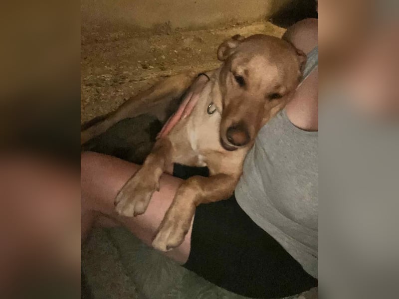 Rexy ein engel auf vier Pfoten