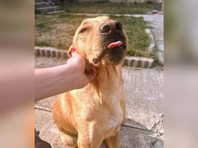 Rexy ein engel auf vier Pfoten