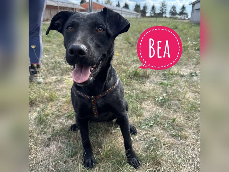 Bea eine freundliche Familienhündin Bea eine freundliche Familienhündin