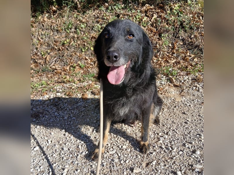 Iris eine wundervolle ruhige Hündin