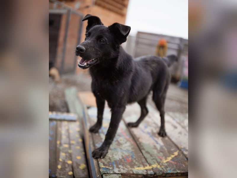 Loris ein schwarzer Schwan