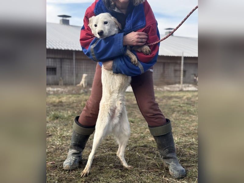 Risu ein wundervoller Hundebub