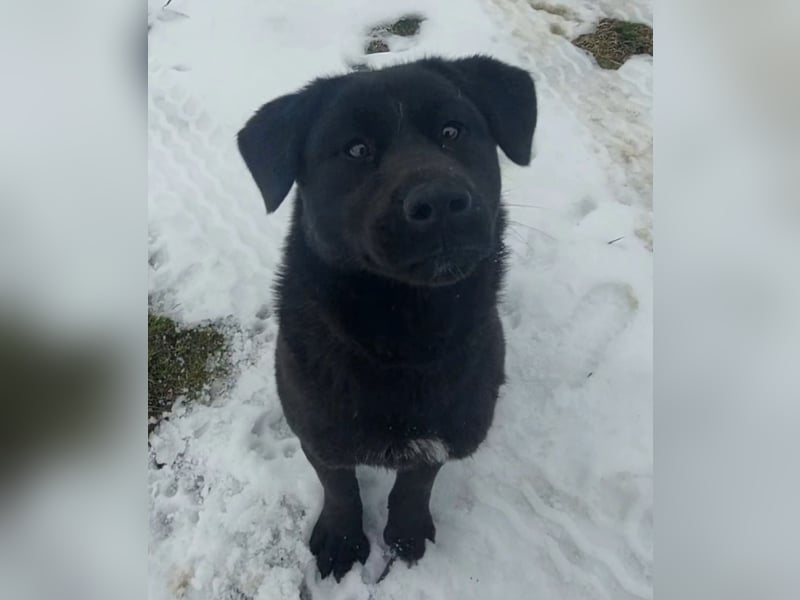 Honda eine wundervolle Hündin