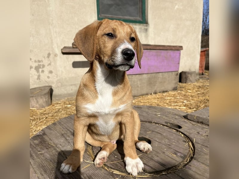 Roli ein sanfter verspielter Hundebub