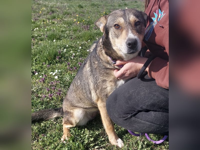 Diwa eine unglaublich liebe Hündin